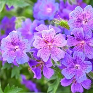 Meet your Posher, Grace